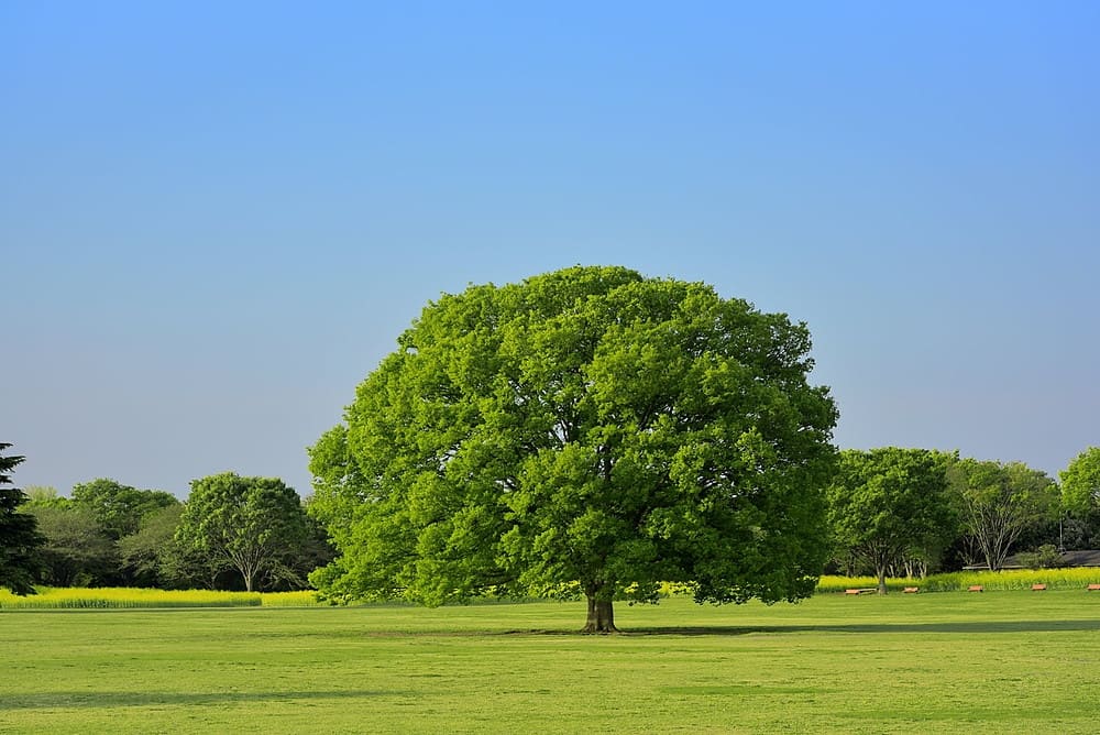 セクション1画像